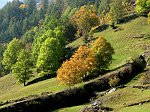 Da Carona al Monte Masoni dal Venina, discesa dalla Valsambuzza (11 ott.08)  - FOTOGALLERY